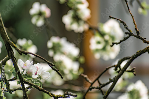 There are a lot of white blossoms on the Apple tree. Fluffy delicate petals on thin branches and green leaves. Spring mood and beautiful nature. © Анна Иванова