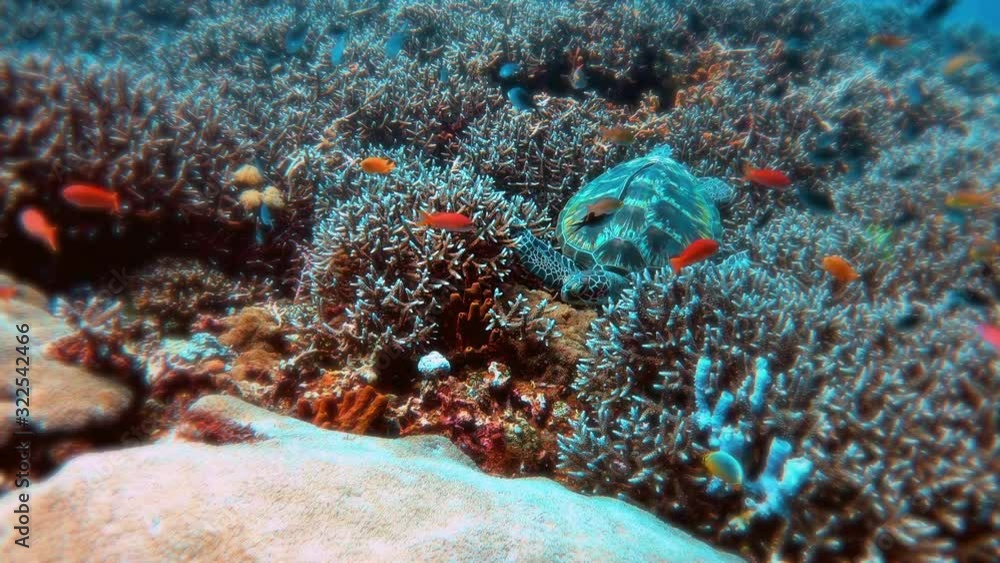 Scuba diving at PED temple, Bali, Indonesia, underwater Scuba diving at PED temple, Bali, Indonesia, underwater