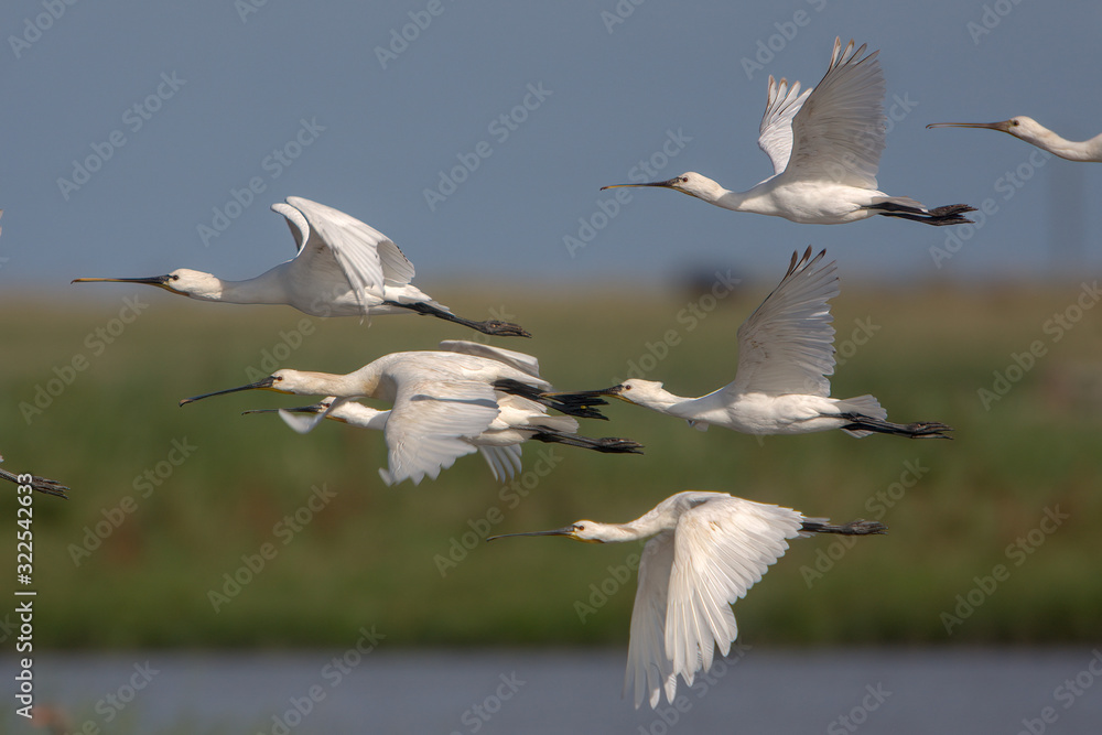 Fototapeta premium Eurasian spoonbill (Platalea leucorodia)
