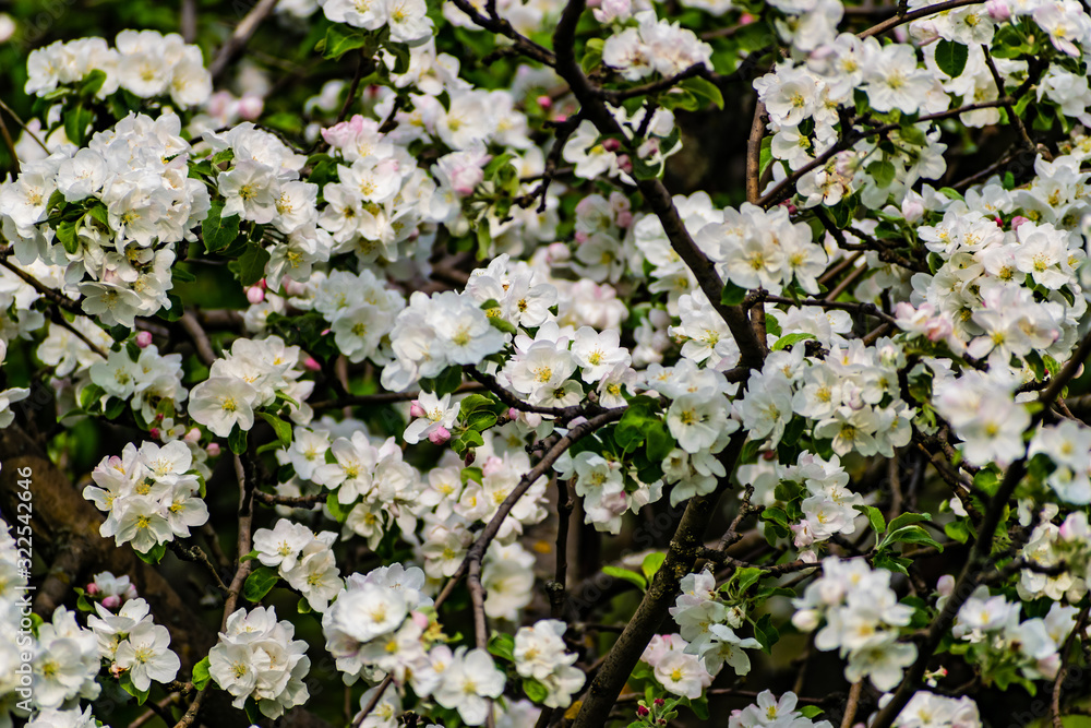 There are a lot of white blossoms on the Apple tree. Fluffy delicate petals on thin branches and green leaves. Spring mood and beautiful nature. There are a lot of white blossoms on the Apple tree. Fluffy delicate petals on thin branches and green leaves. Spring mood and beautiful nature.