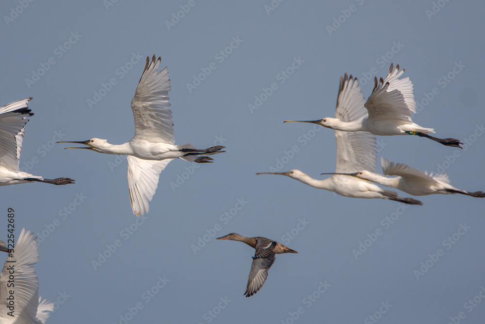 Eurasian spoonbill (Platalea leucorodia) Eurasian spoonbill (Platalea leucorodia)