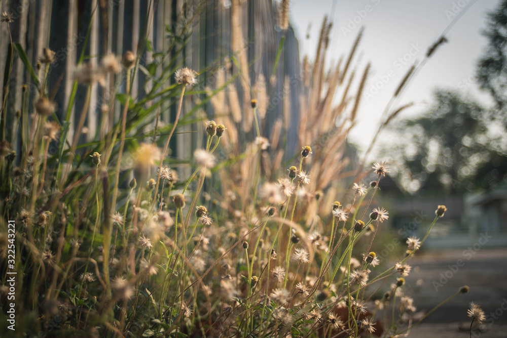 Flower grass on the side of the background with a blurry bokeh. Flower grass on the side of the background with a blurry bokeh.