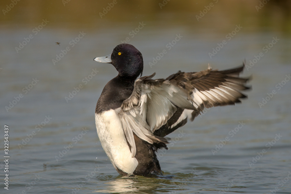 Tufted duck (Aythya fuligula) is a small diving duck with a population of close to one million birds, found in northern Eurasia. Tufted duck (Aythya fuligula) is a small diving duck with a population of close to one million birds, found in northern Eurasia.