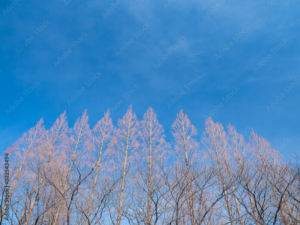 冬枯れの木々と青空 冬枯れの木々と青空