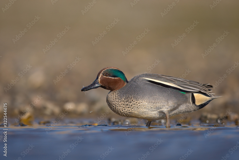 Obraz premium The Eurasian teal, common teal, or Eurasian green-winged teal (Anas crecca) is a common and widespread duck which breeds in temperate Eurasia and migrates south in winter.