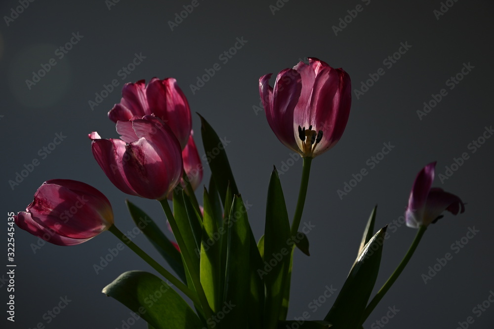 The dark pink spring tulips are beautiful and sweet. Soft, beautiful and accurate dark light. Horizontal view. Side view. Close-up. The dark pink spring tulips are beautiful and sweet. Soft, beautiful and accurate dark light. Horizontal view. Side view. Close-up.