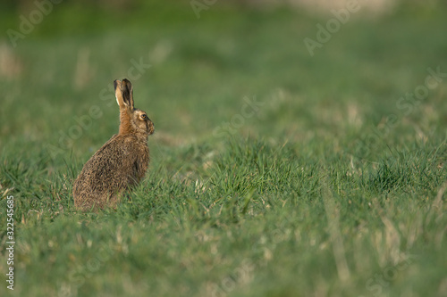 The European hare (Lepus europaeus), also known as the brown hare, is a species of hare native to Europe and parts of Asia. © Nigel
