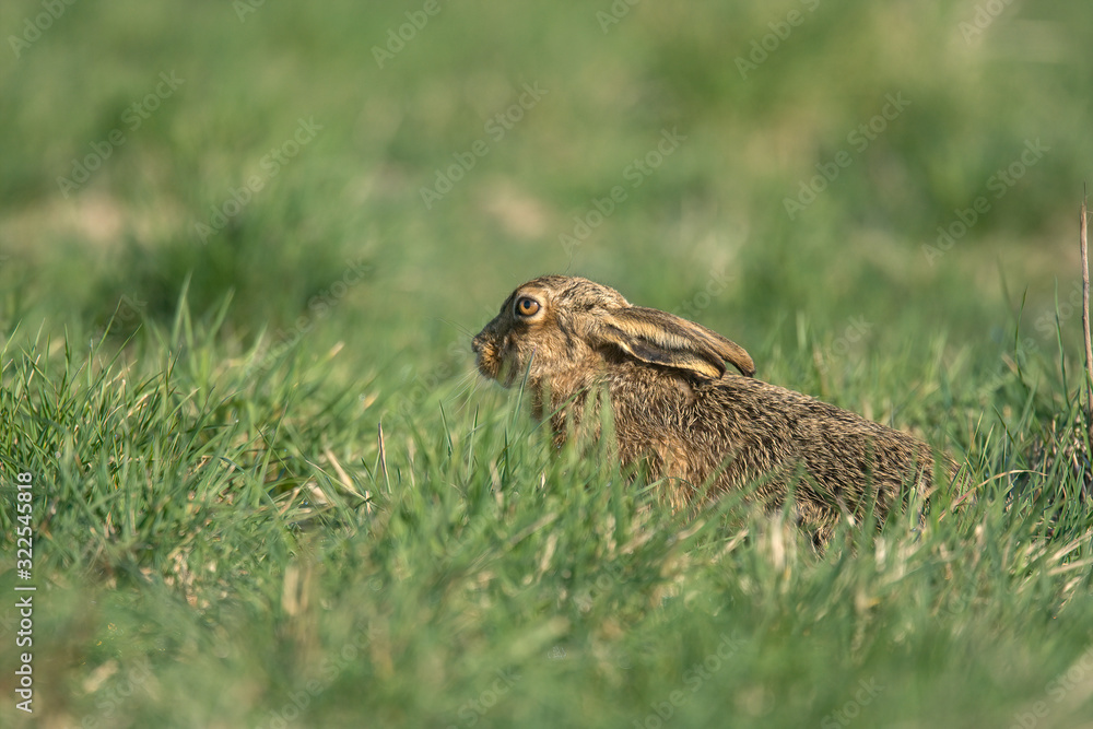 Fototapeta premium The European hare (Lepus europaeus), also known as the brown hare, is a species of hare native to Europe and parts of Asia.