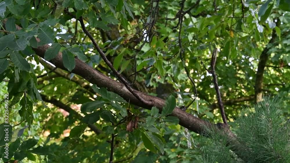 Red panda / lesser panda (Ailurus fulgens) walking over tree branch Red panda / lesser panda (Ailurus fulgens) walking over tree branch