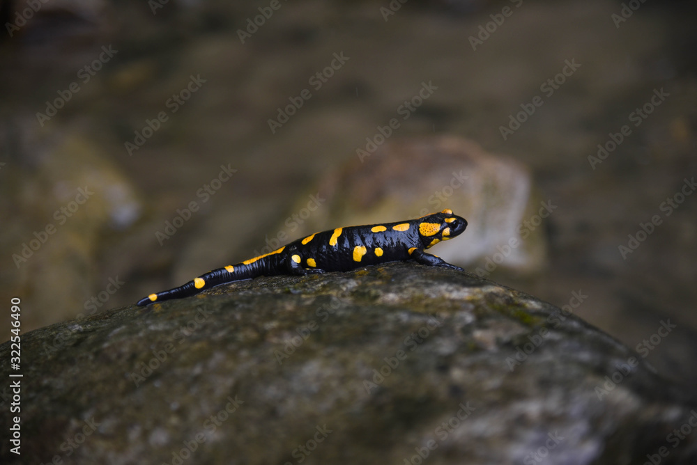 Wild fire salamander on the stone near the river. Closeup wild life nature photography. Wild fire salamander on the stone near the river. Closeup wild life nature photography.