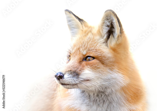 Red fox  Vulpes vulpes  isolated on white background portrait closeup in the winter snow in Algonquin Park  Canada