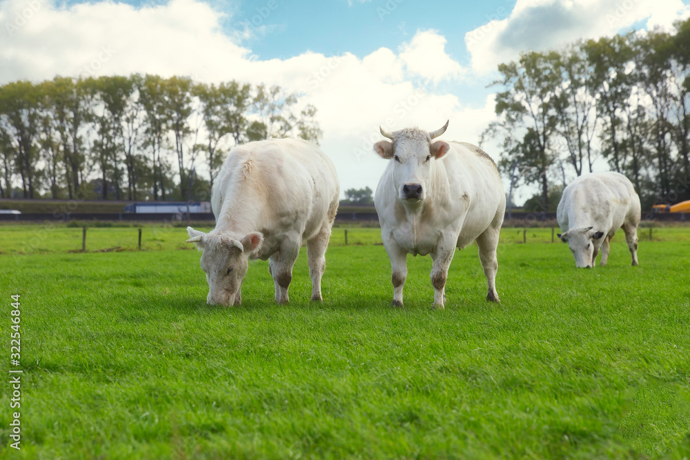 Tree white cows grazing in the field near a highway in the Netherlands Tree white cows grazing in the field near a highway in the Netherlands