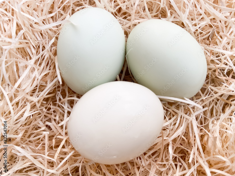 Close up of three white chicken egg in the hay or a bird nest. For easter, cooking, nature theme.