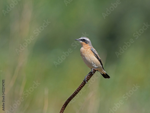 he northern wheatear or wheatear (Oenanthe oenanthe) is a small passerine bird family Muscicapidae.