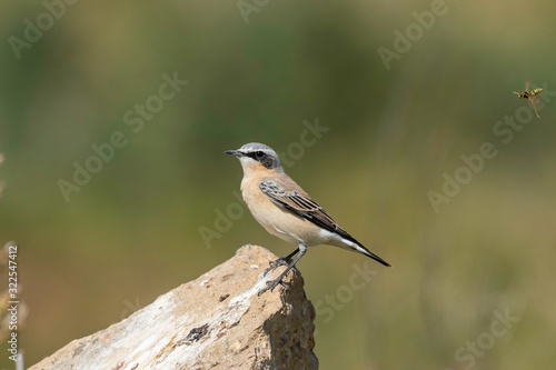 he northern wheatear or wheatear (Oenanthe oenanthe) is a small passerine bird family Muscicapidae. © ihorhvozdetskiy