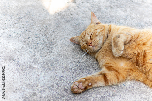 A ginger cat sleeps on the cement floor.