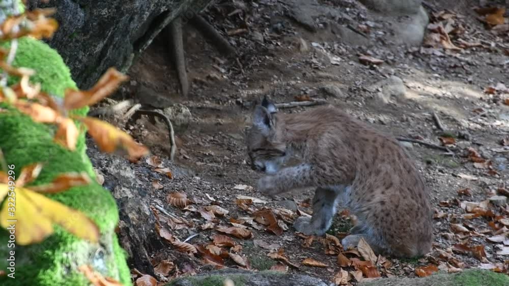 Two month old Eurasian lynx (Lynx lynx) kitten grooming fur in forest near den Two month old Eurasian lynx (Lynx lynx) kitten grooming fur in forest near den