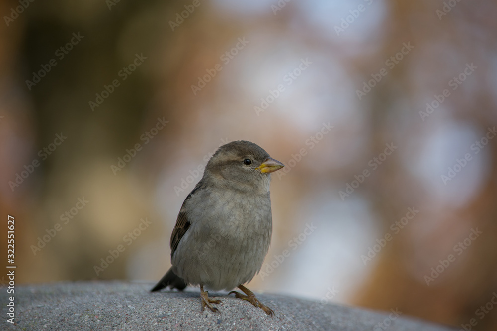 House sparrow (Passer domesticus) standing on concrete fence