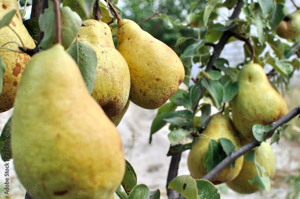 ripe pears on a tree in the orchard ripe pears on a tree in the orchard