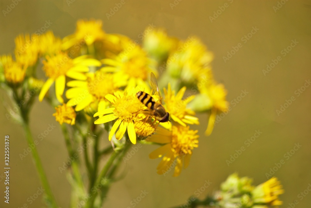 eristalis on a yellow flower eristalis on a yellow flower