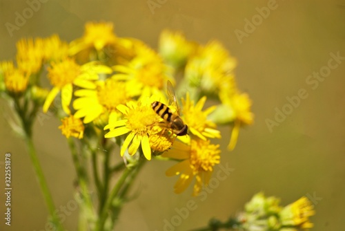 eristalis on a yellow flower © Selldon Photography