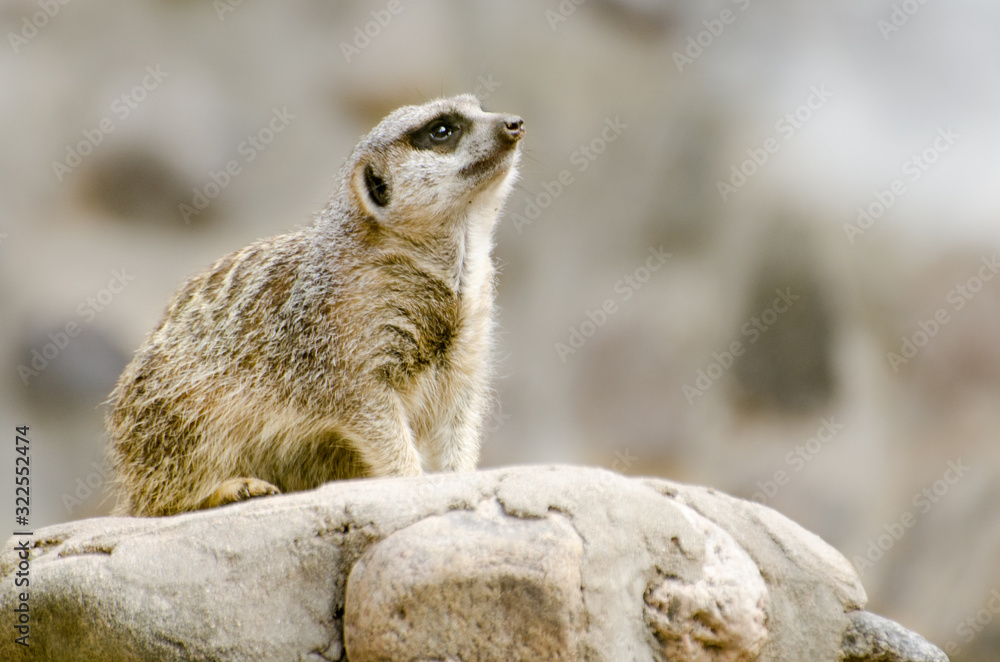 Fototapeta premium Suricata (Suricatta) 