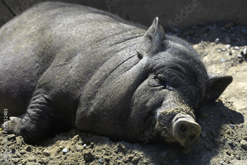 A black Vietnamese pig lies on the ground at noon. Boar quietly resting on the farm. © SerPak