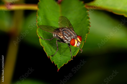 Housefly (Musca domestica) perched on a rose leaf.