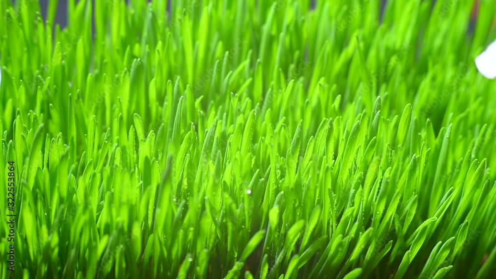 Green grass with morning dew. Fresh green leaves grass with dew drops, close up Green grass with morning dew. Fresh green leaves grass with dew drops, close up