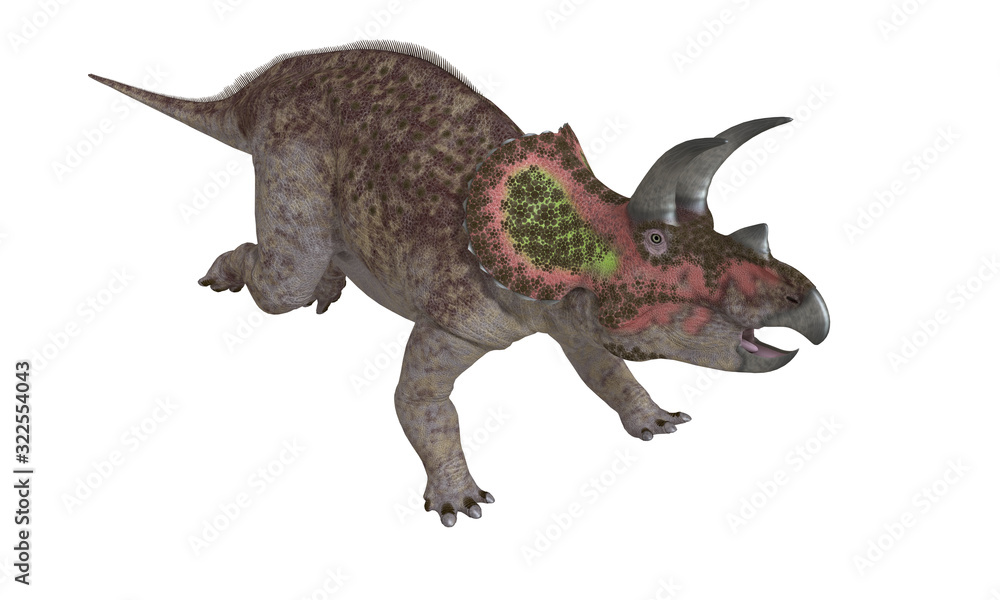 Triceratops Triceratops