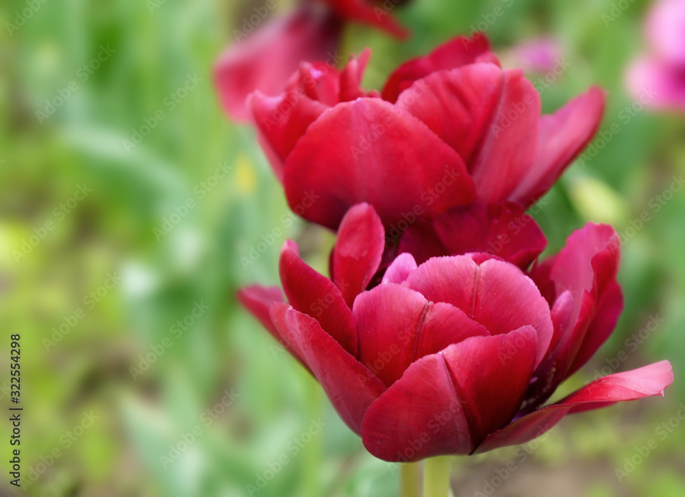 Growing burgundy tulips outdoors. Terry tulip flowers. Variety Antraciet. Growing burgundy tulips outdoors. Terry tulip flowers. Variety Antraciet.