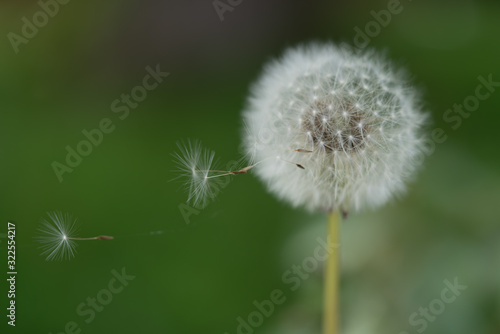 A dandelion or blowball with some loose seedlings