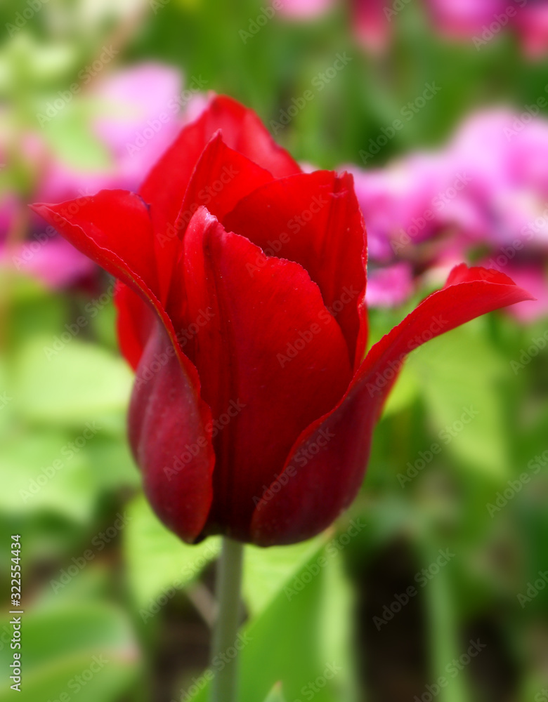 A growing red lilac-colored tulip in the open air. Tulip flower. Variety Red Shine. A growing red lilac-colored tulip in the open air. Tulip flower. Variety Red Shine.
