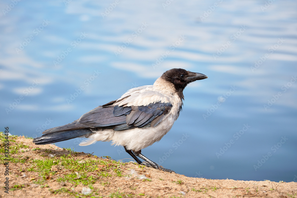 Grey crow side view standing on sand sunny summer beach near out of focus blue water and observing with copy space Grey crow side view standing on sand sunny summer beach near out of focus blue water and observing with copy space