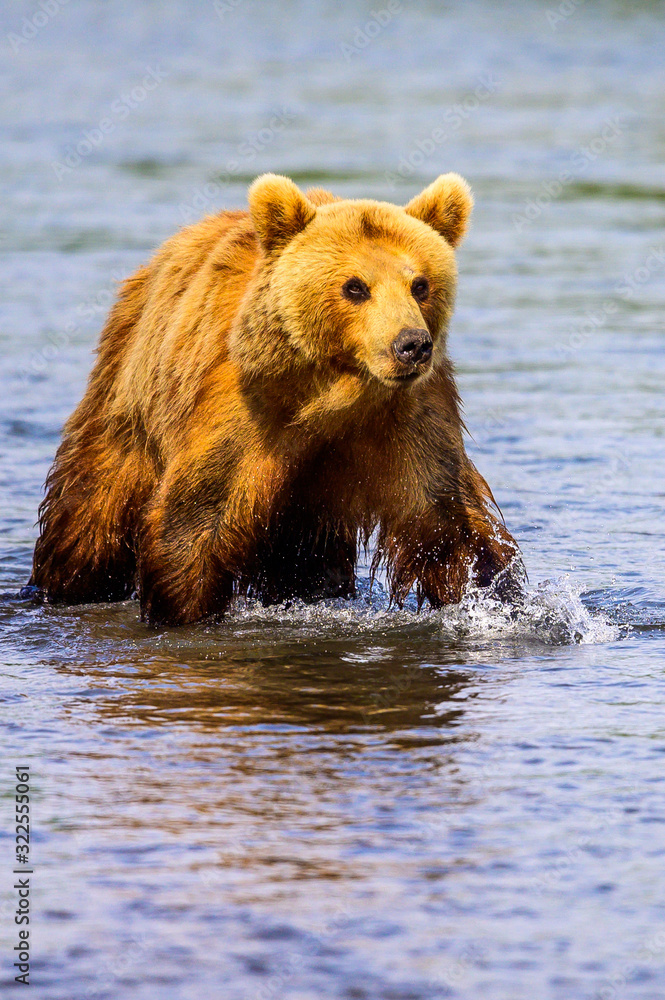 Ruling the landscape, brown bears of Kamchatka (Ursus arctos beringianus) Ruling the landscape, brown bears of Kamchatka (Ursus arctos beringianus)