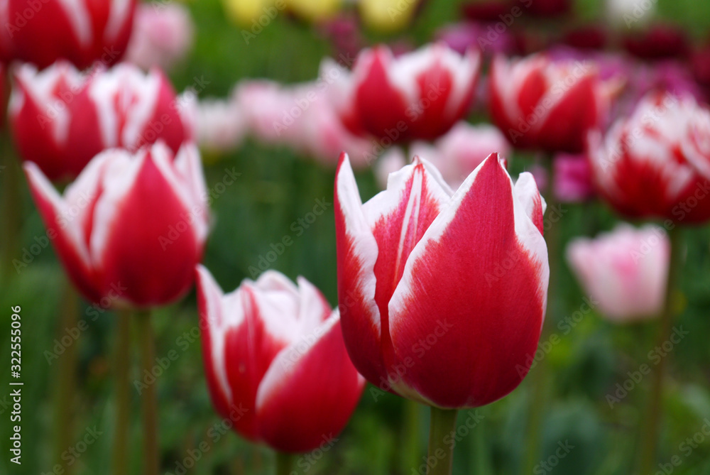 Growing tulips outdoors. Tulip flowers. Grade Horizon. Growing tulips outdoors. Tulip flowers. Grade Horizon.