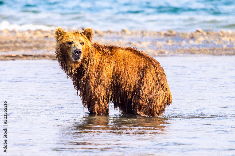 Ruling the landscape, brown bears of Kamchatka (Ursus arctos beringianus) Ruling the landscape, brown bears of Kamchatka (Ursus arctos beringianus)