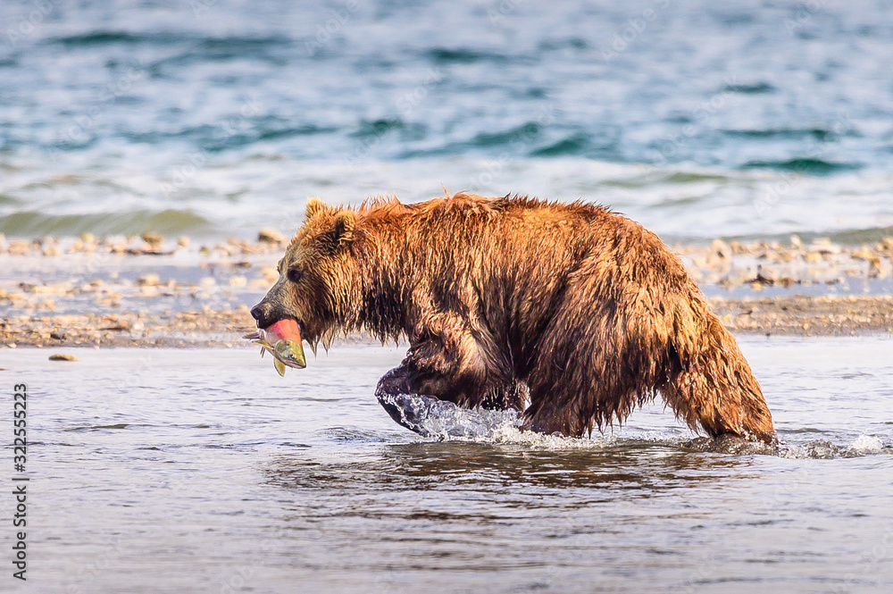 Ruling the landscape, brown bears of Kamchatka (Ursus arctos beringianus) Ruling the landscape, brown bears of Kamchatka (Ursus arctos beringianus)
