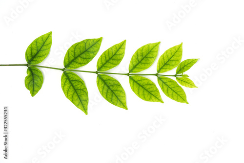 Green leaves of tropical plants isolated on white background.