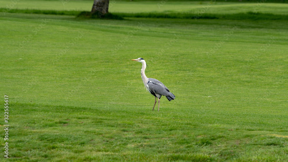 Fototapeta premium A great blue Heron on the meadow