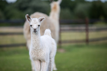 Sierkussen Lama Schattige witte babylama  © Ines Hasenau