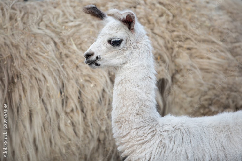 weißes niedliches Baby Lama 