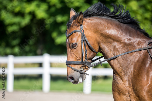 Pferd Warmblutwallach Portrait beim Dressur und Springtraining mit Trense © Ines Hasenau