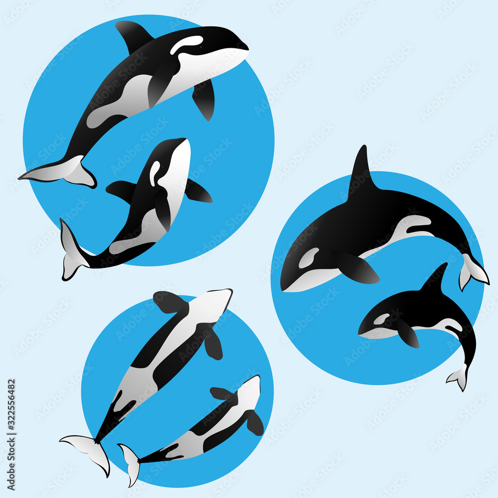 Fototapeta premium Ballenas asesinas - orcas