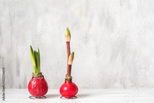 Fotografija Amaryllis flower bulbs with sprouts and bud on a gray light background