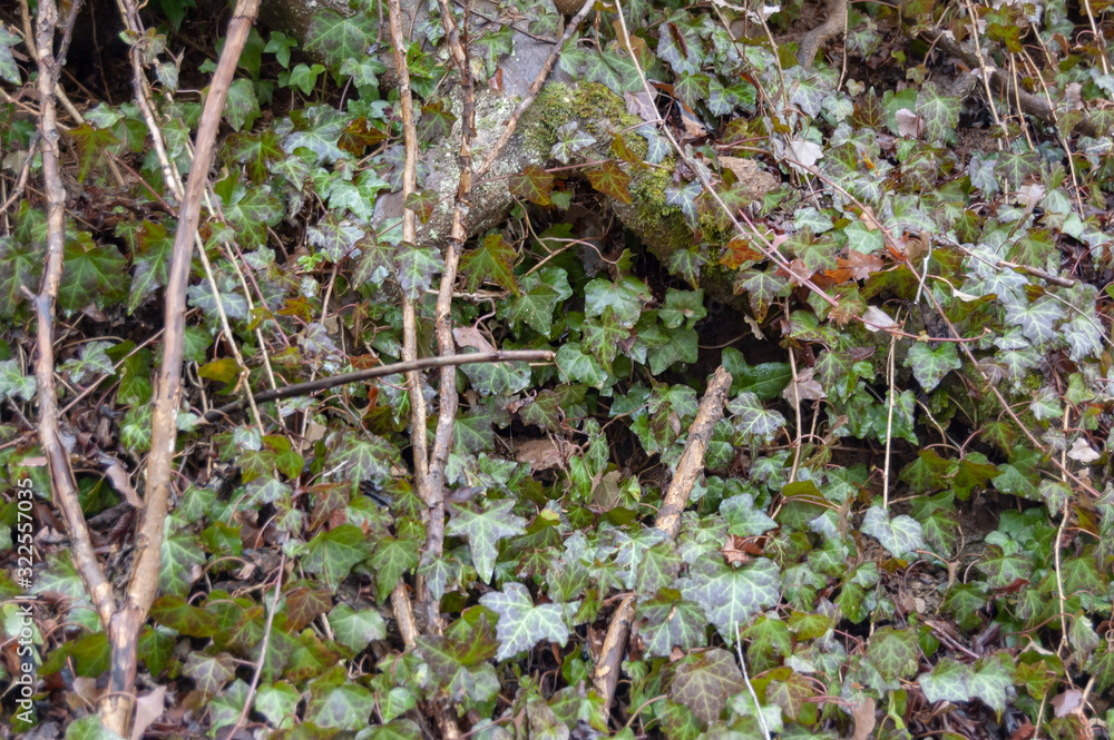 Nature, river and forest around a mountain stream Nature, river and forest around a mountain stream