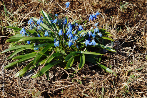 Scylla blooms in early spring