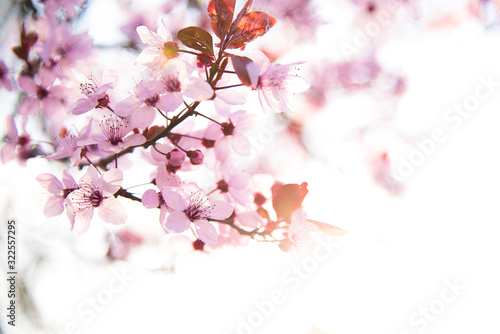 cherry blossom, bright
