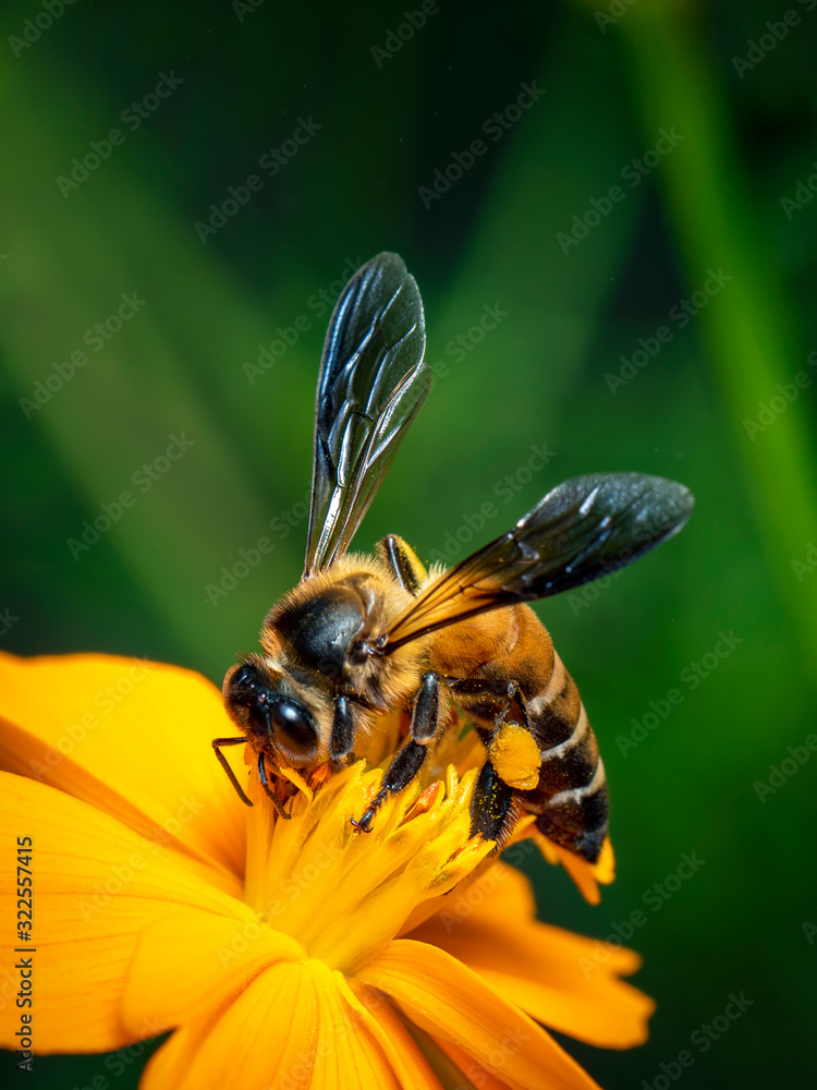 Image Of Giant Honey Bee Apis Dorsata On Yellow Flower Collects Nectar image-of-giant-honey-bee-apis-dorsata-on-yellow-flower-collects-nectar