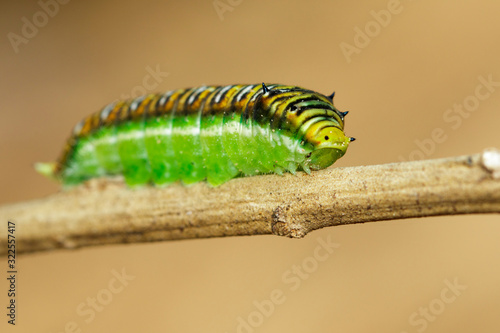 Image of Spot Swordtail Caterpillar brown morph(Graphium nomius) on the branches on a natural background. Insect. Animal.